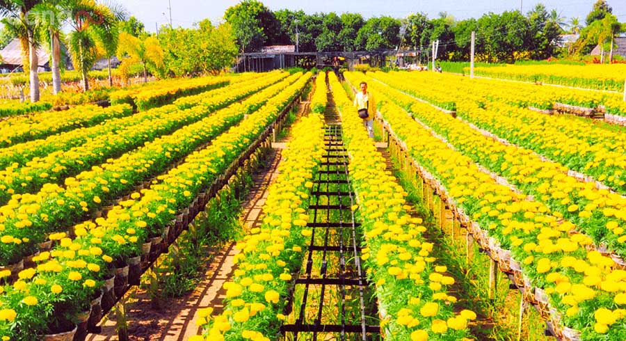 Tour Đà Nẵng Đi An Giang 3 ngày 